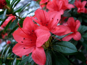 Description of indoor azalea flowers