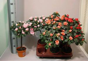 Rules for caring for indoor azaleas at home