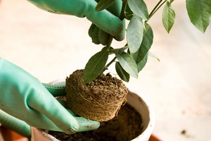 The method of transplanting room azalea at home