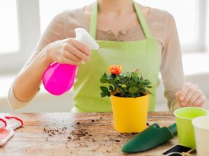 Watering indoor azaleas correctly