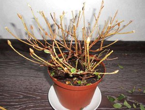 List of possible diseases of indoor azaleas and treatment methods