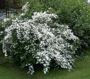 How to grow jasmine