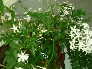 Growing jasmine