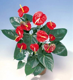 Male flower anthurium