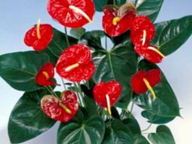 How to grow anthurium