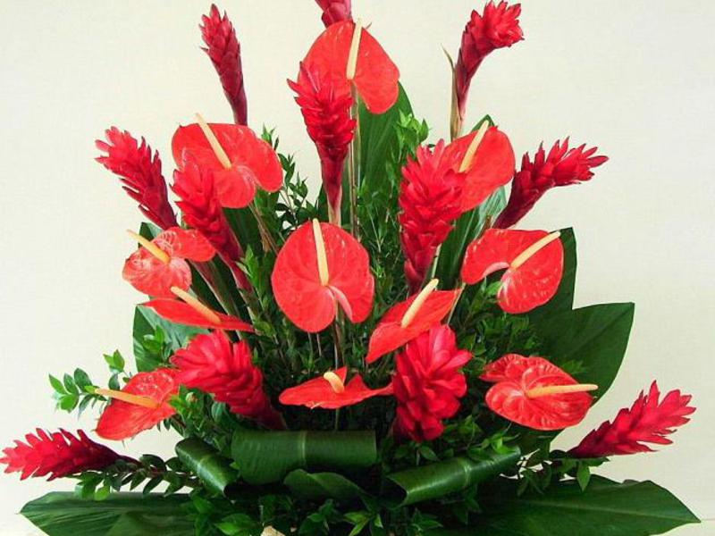 The birthplace of anthurium is the tropics of South America Anthurium cultivation and care.