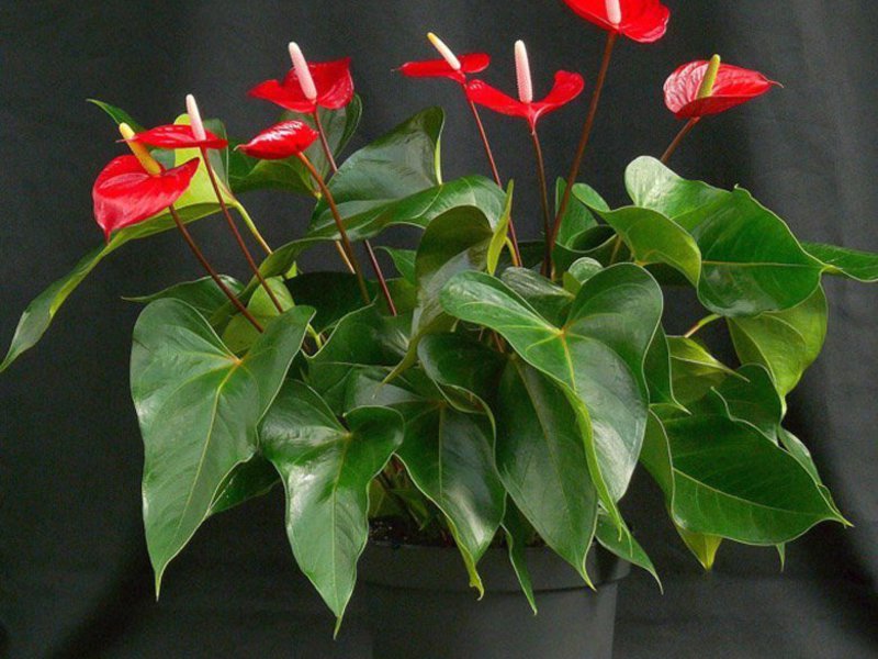 Varieties of varieties of anthurium