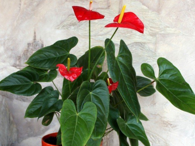 Why was the anthurium flower so named