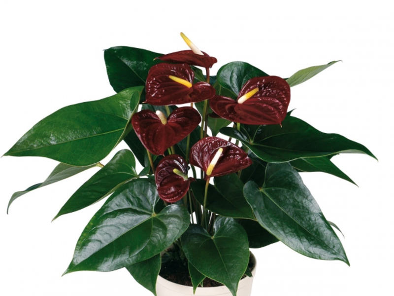 Blooming anthurium