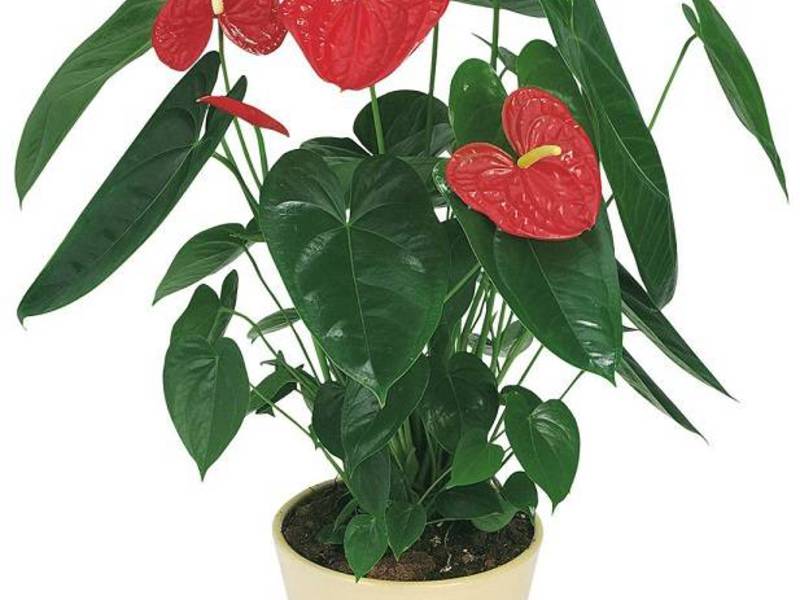 Home anthurium