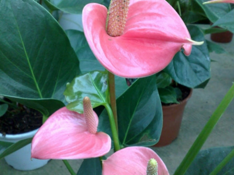 Features of anthurium care