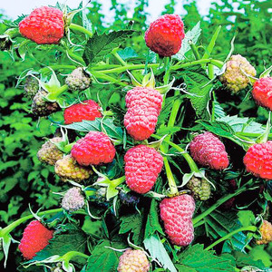 Ripe raspberries