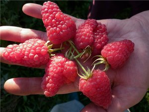 How and what to fertilize raspberries