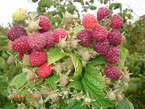 Planting and caring for raspberries