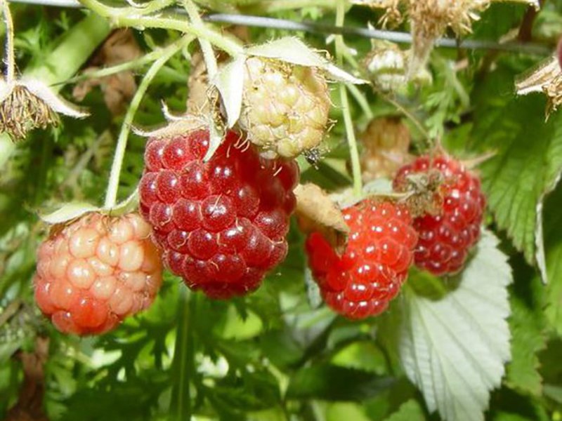 Features of the raspberry variety