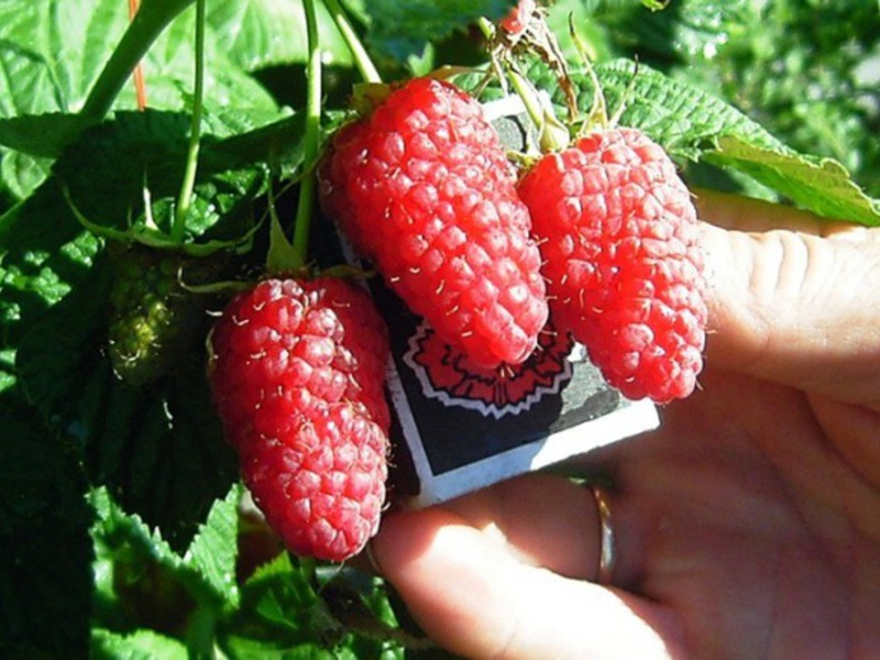 How to grow raspberries of the Tarusa variety