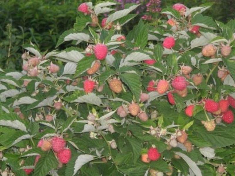 Varieties of raspberry varieties