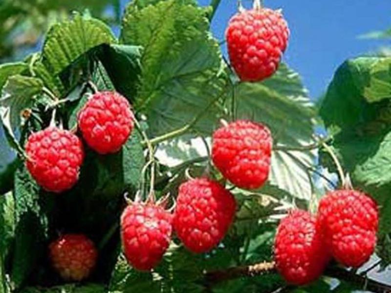 How and what to fertilize raspberries