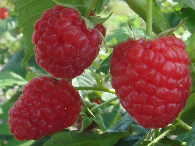 Raspberry variety