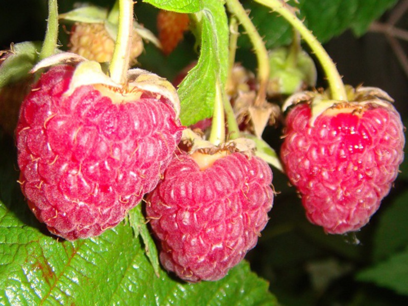 How raspberries ripen