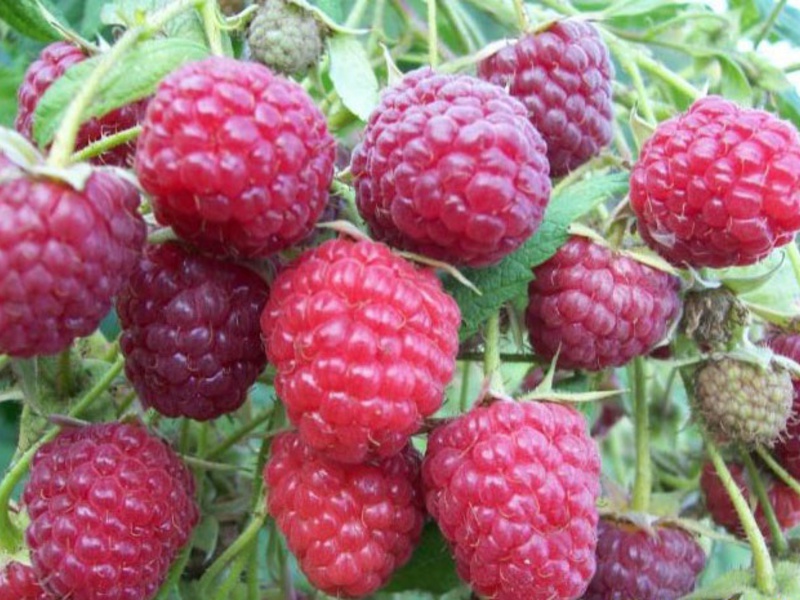 Garden varieties of raspberries