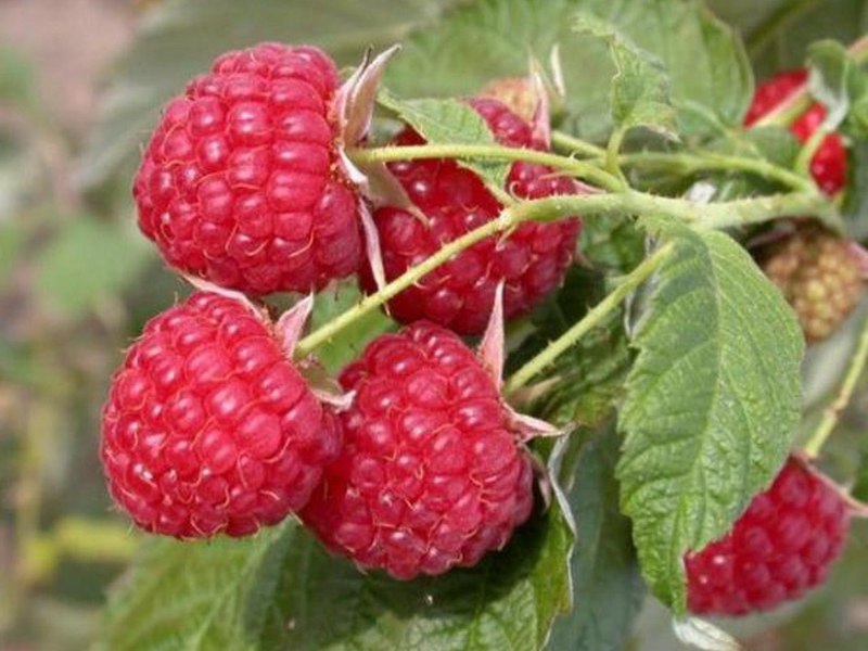 Ripe raspberry