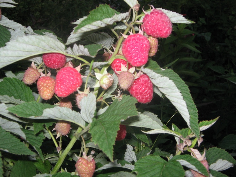 Features of growing raspberries