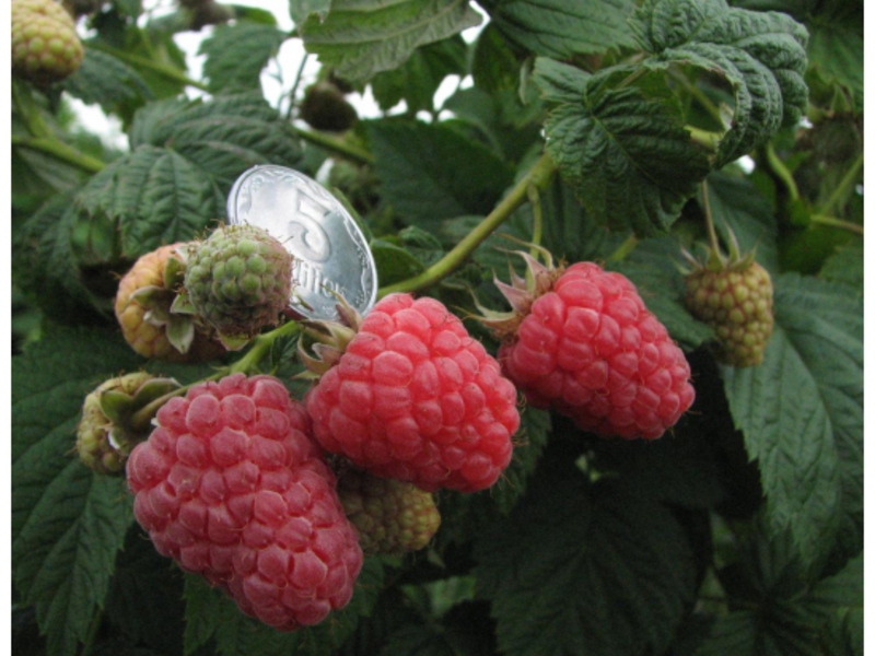 How to grow a good raspberry variety