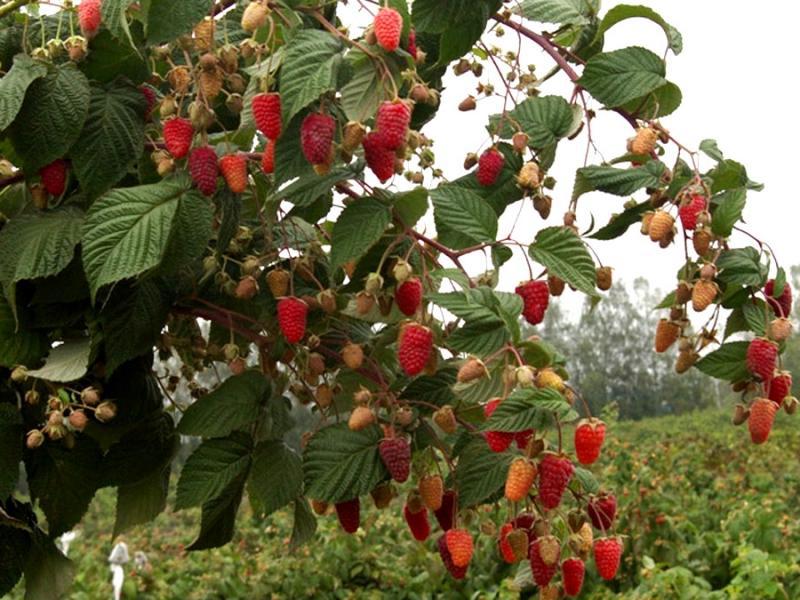 The best varieties of raspberries