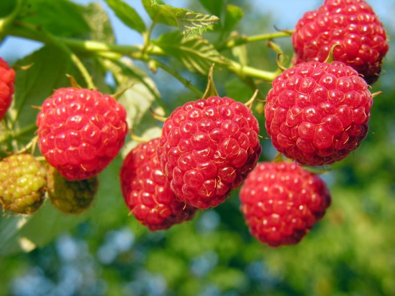 Shrub raspberry turus