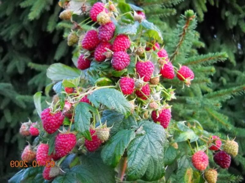 Tarusa raspberry harvest