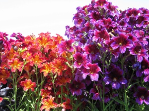 Conditions for growing Salpiglossis