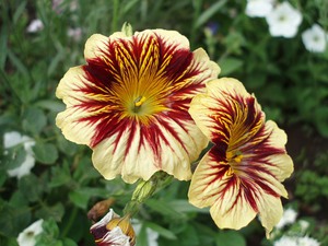 Salpiglossis flower appearance