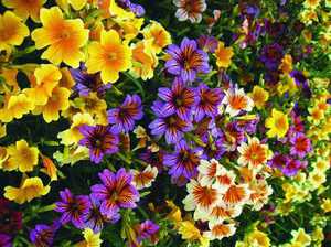 Growing a beautiful Salpiglossis flower