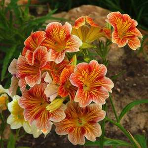 Bouquet of decorative flower Salpiglossis