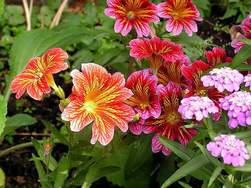 How to care for Salpiglossis