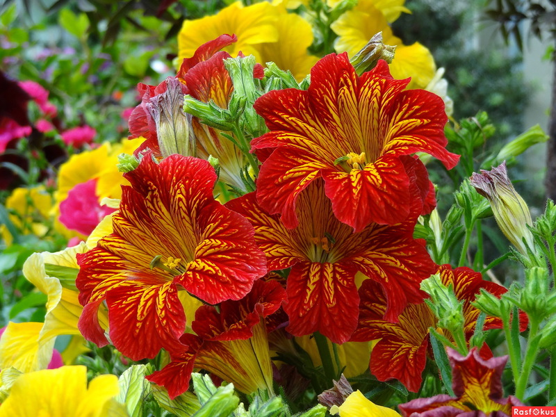 Varieties of Salpiglossis flower