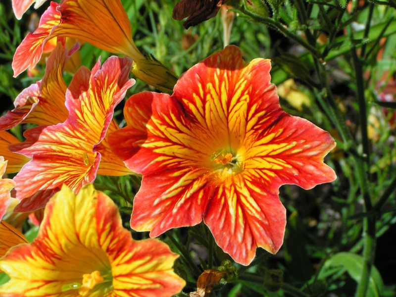 How to transplant Salpiglossis