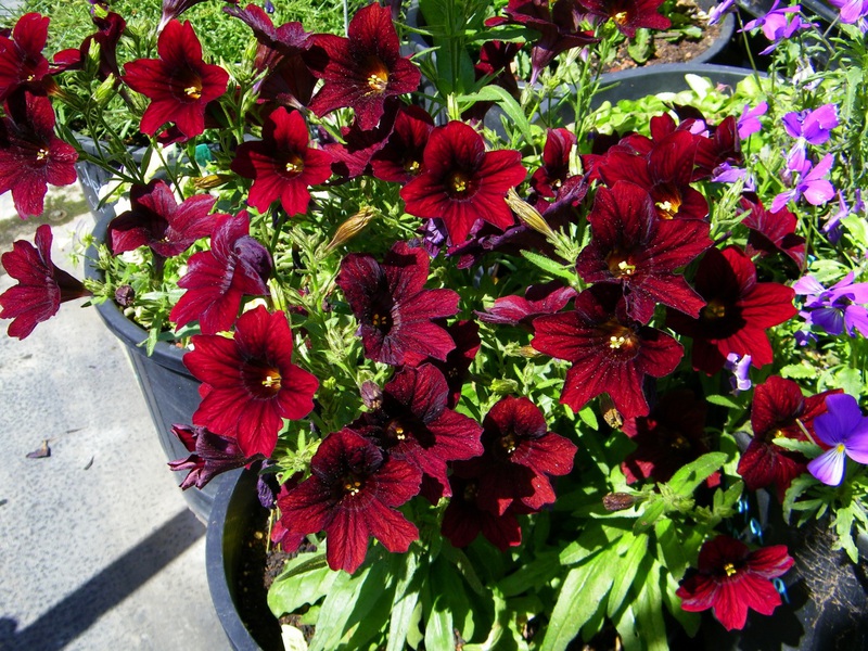 Reproduction of Salpiglossis