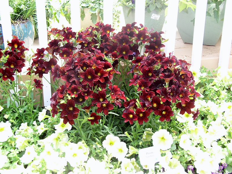 Planting and leaving the Salpiglossis flower