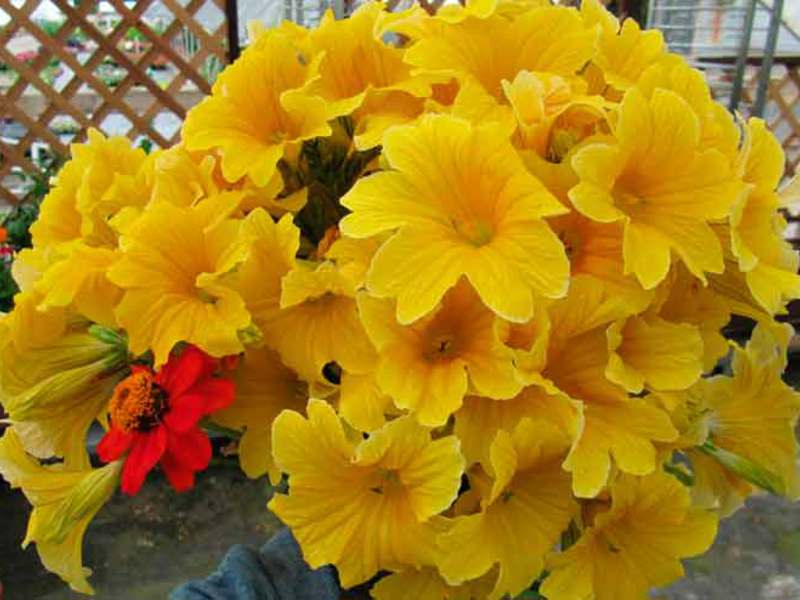 Salpiglossis and its care