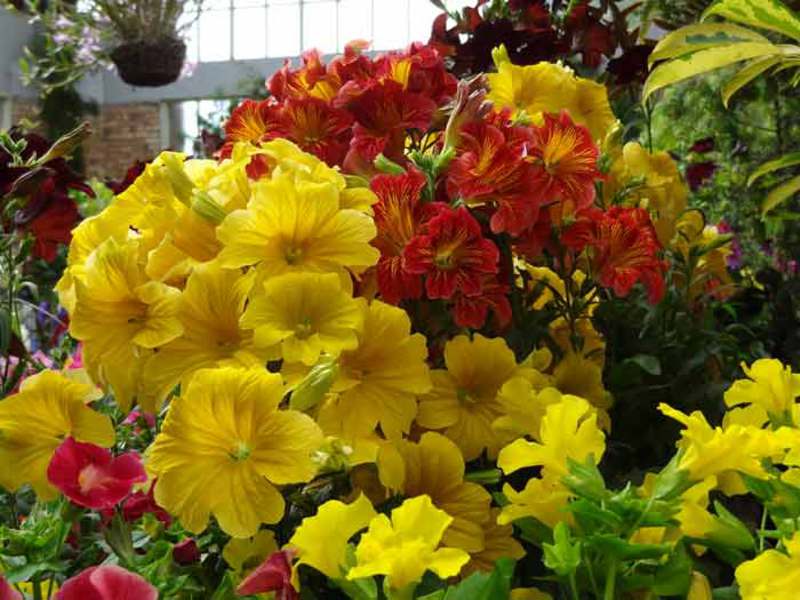 What does the Salpiglossis flower look like?