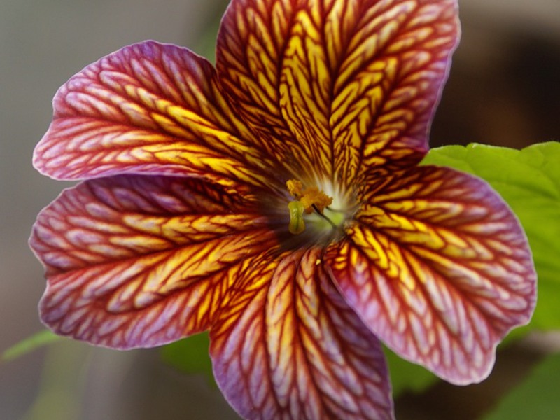 Varieties of Salpiglossis flower