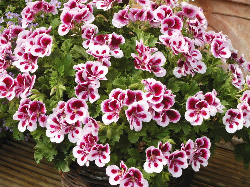 Varieties of royal geranium