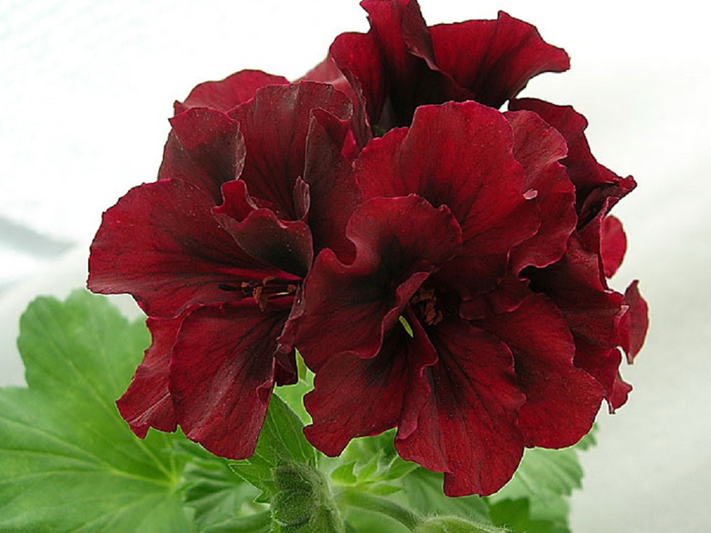 Pelargonium variety royal Romeo