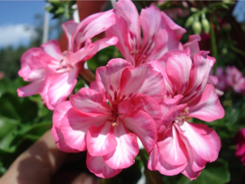 Kind of a flower of pelargonium of the royal variety Carme