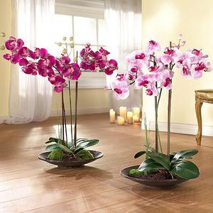 How to grow orchids at home