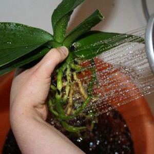 How an orchid is watered