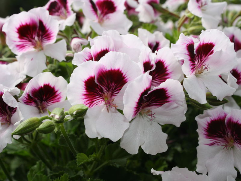 Pelargonium flowers of the royal Angel variety