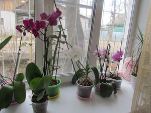 Fertilizers for orchids